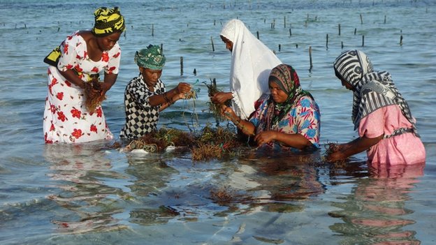 Seaweed Zanzibar