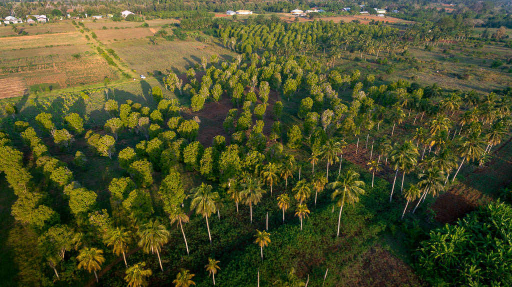 Spice Plantation, Zanzibar